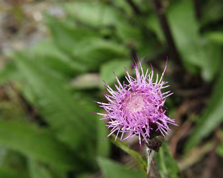 IMG20160 Cirse à feuilles variables (Cirsium heterophyllum (L.) Hill)