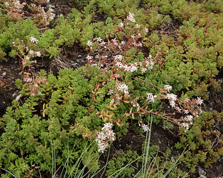 IMG20167 Orpin blanc (Sedum album L.)