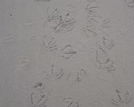 PXL037 empreintes de goélands