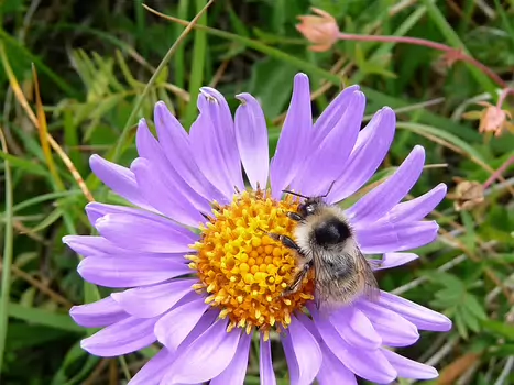 2010-08 Mercantour 1