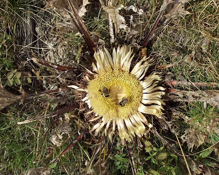 PXL012 Les abeilles se régalent.