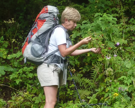 PXL026 Arrêt framboises.