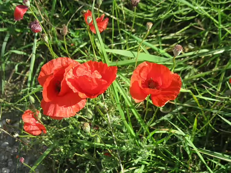 2010-08 Saint Cheron