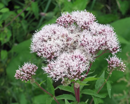 PXL018 Chanvre eupatoire