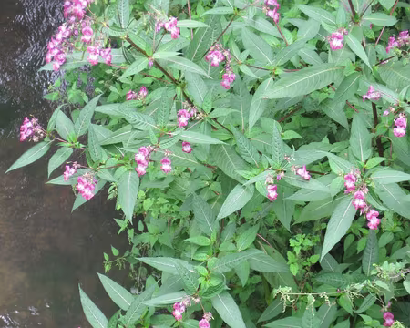 PXL019 Impatiens de l'Himalaya