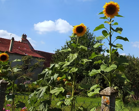 zz886 Les phytolaques locaux