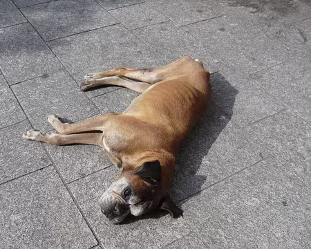 PXL010 C'est fatiguant de battre le pavé, croyez moi !