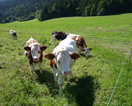 PXL022 Les spectatrices de la course d'orientation.