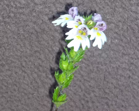 PXL041 Ophrys Casse-lunettes