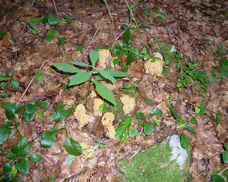 PXL044 zut j'ai oublié leur nom !