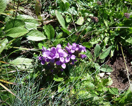 PXL049 De la famille des gentianes je ne fleuris qu'en approchant de l'automne
