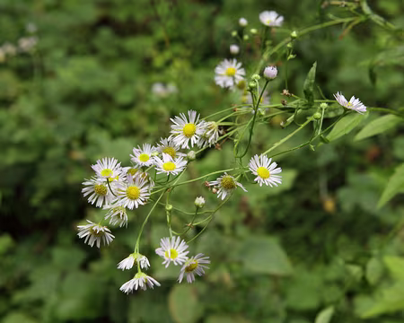 IMG_2699 Vergerette annuelle (Erigeron annuus (L.) Desf.)