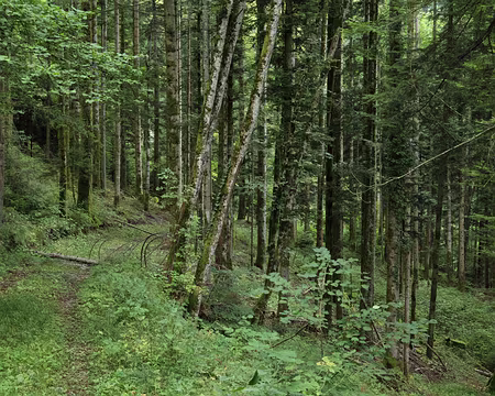 IMG_2702 ForÃªt de Lanfon