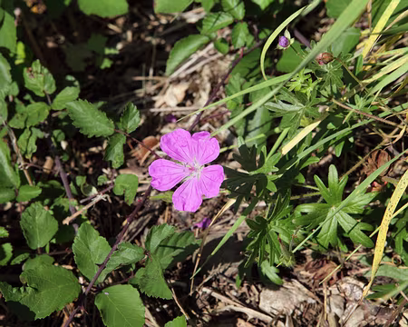 IMG_2710 GÃ©ranium colombin (Geranium columbinum L.)