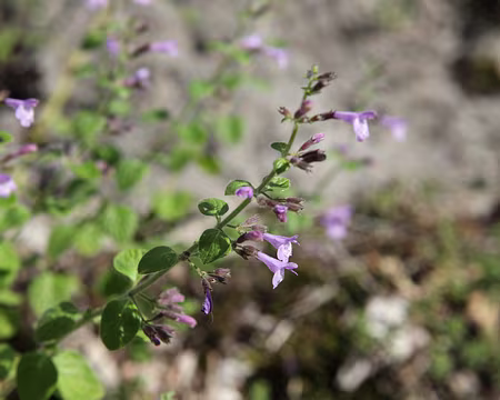 IMG_2713 Petit calament (Calamintha nepeta (L.) Savi) MalgrÃ© son odeur, cette plante nâ€™est pas une menthe