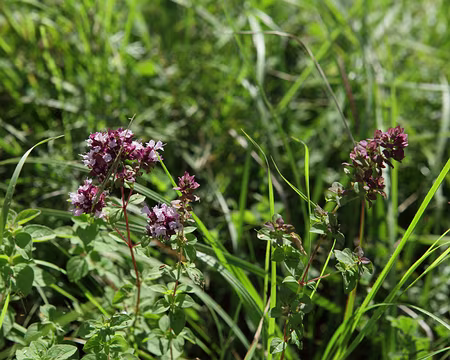 IMG_2720 Origan (Origanum vulgare L.)