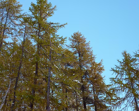 P1050264 les couleurs d'automne sont bien là...