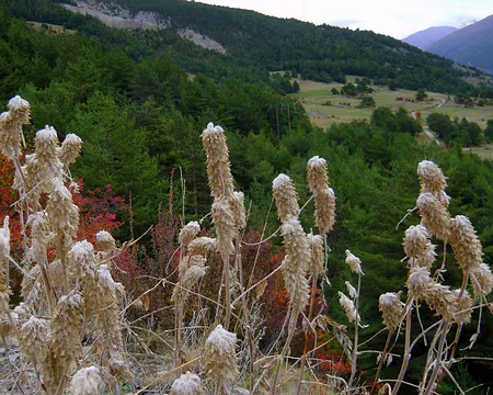 PXL057 Astragales queue de renard, en graines (endémiques du Queyras)