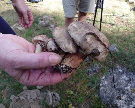 004 Champigons commestibles ?