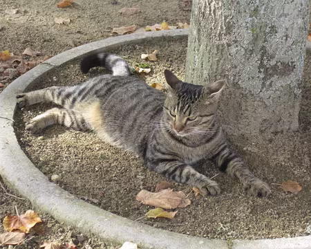 PXL046 Ce greffier apprécia fort les reliefs de notre pique-nique