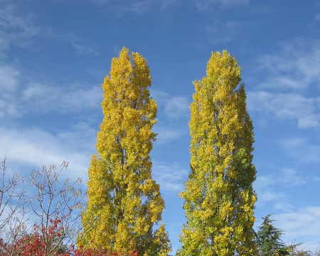 PXL048 Automne flamboyant