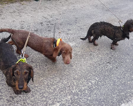 PXL026 Chiens de chasse équipés de GPS