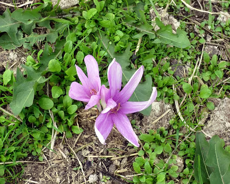 PXL034 Colchique, c'est de saison