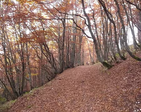 PXL037 Forêt de hêtres