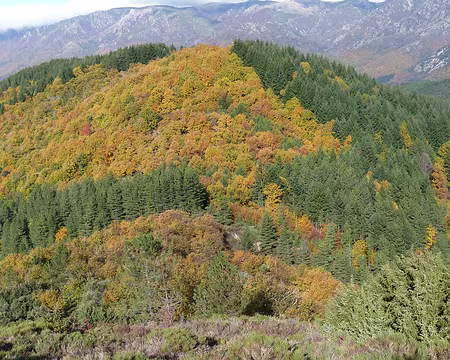 PXL049 Splendeur des arbres en automne