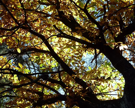 PXL050 Transparence arborée