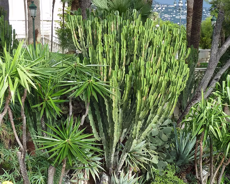 PXL005 Jardins du Casino de Monte Carlo 1