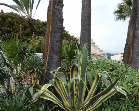 PXL007 Jardins du Casino de Monte Carlo 2