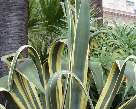 PXL008 Agave
