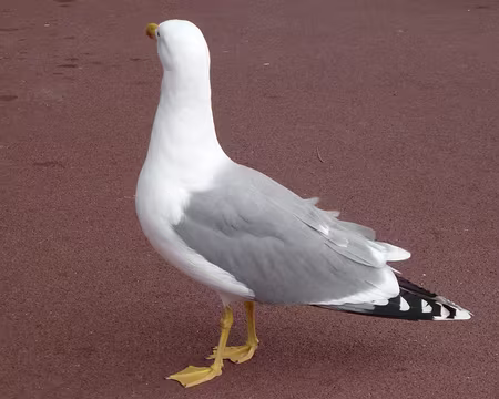 PXL020 Non mais ! Qu'est-ce tu crois ? Tu m'intéresse pas !!!