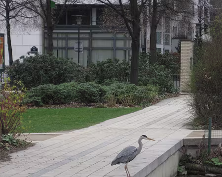 PXL009 Héron au Parc de Bercy