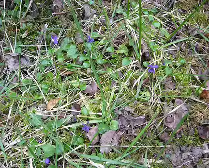 PXL026 Violettes