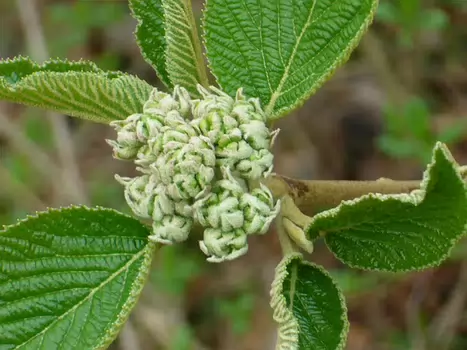 2011-03 Montsoult Mafliers