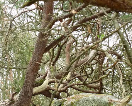 PXL005 Un décor fantastique