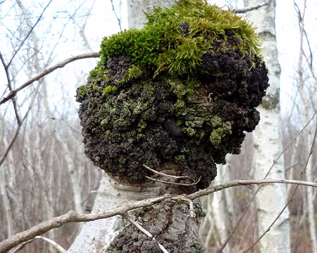 PXL014 Il s'y cache une limace...