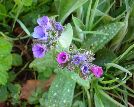 PXL003 Pulmonaire (merci Hellsy)