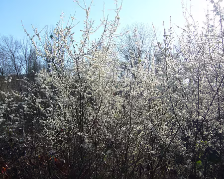 PXL007 Blanc des fleurs