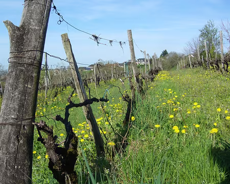 PXL016 Vertougit et ses maisons vigneronnes