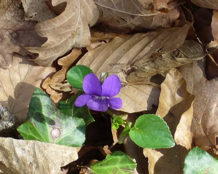 PXL051 Entre feuilles de chêne et de châtaignier, une violette s'est frayé un chemin.