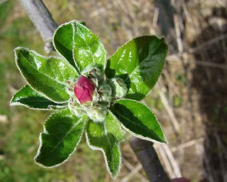 PXL056 Fleur de pommier