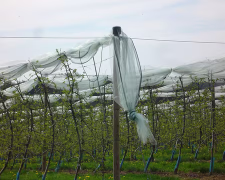 PXL060 Cultures de pommes