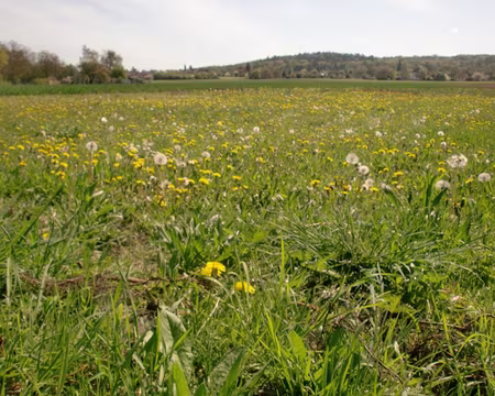 PXL039 Des prés fleuris