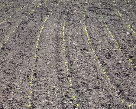 PXL042 Courbes végétales