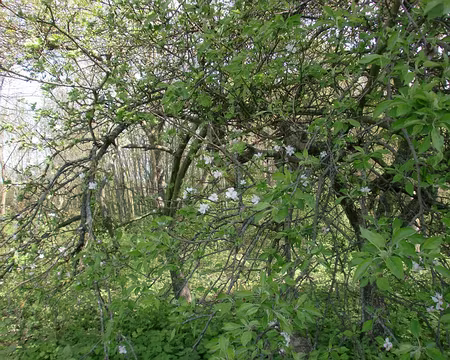 PXL045 Végétations mêlées