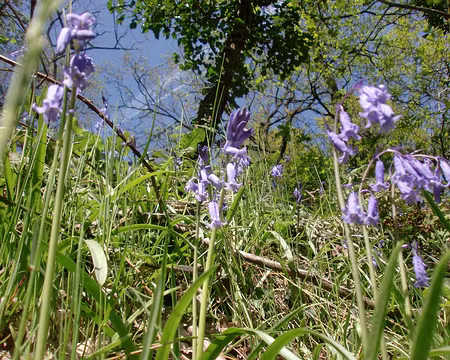 PXL051 Jacinthes des bois