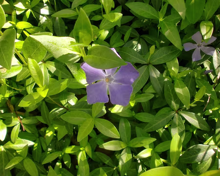 PXL052 Petite pervenche